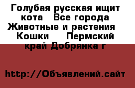 Голубая русская ищит кота - Все города Животные и растения » Кошки   . Пермский край,Добрянка г.